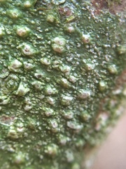 Pertusaria leioplaca