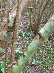 Pertusaria leioplaca