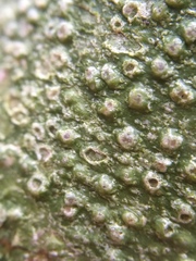 Pertusaria leioplaca