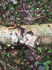 Exidia thuretiana