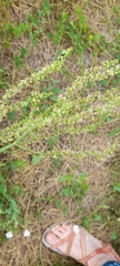 Rumex thyrsiflorus