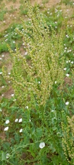 Rumex thyrsiflorus
