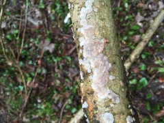 Exidia thuretiana