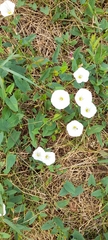 Convolvulus arvensis