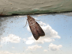 Laodamia faecella