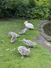 Cygnus olor
