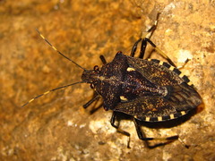 Dalpada cinctipes