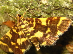 Piletocera luteosignata