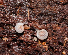 Meredithena dandenongensis