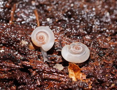 Meredithena dandenongensis