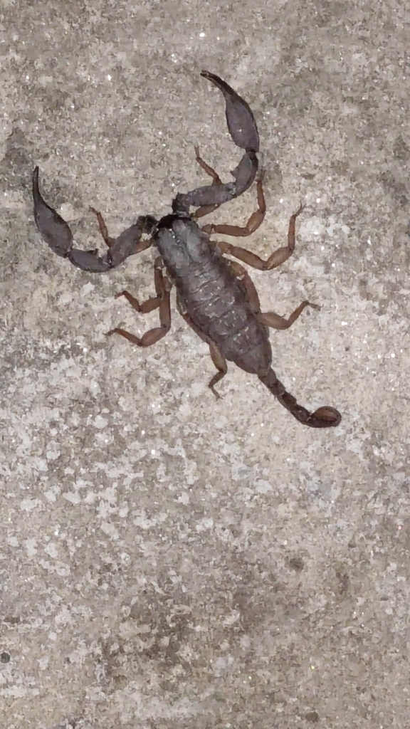 Scorpiops from Bhaktiyana on June 9, 2021 at 0817 PM by saumya_singh