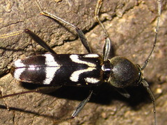 Rhaphuma gracilipes