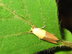 Opogona nipponica