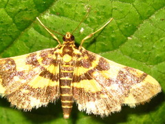 Piletocera luteosignata