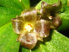 Pseudostellaria
