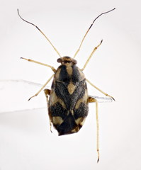 Cyphodema instabilis
