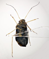 Cyphodema instabilis