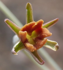 Tulbaghia capensis