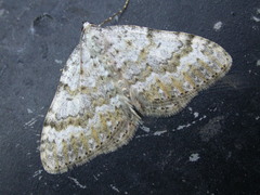 Entephria cyanata