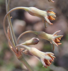Tulbaghia capensis