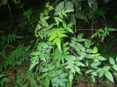 Rubus probus
