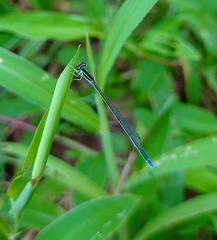 Aciagrion occidentale