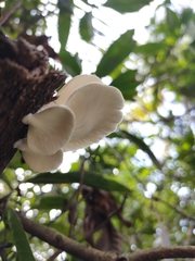 Pleurotus pulmonarius