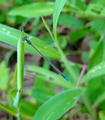 Aciagrion occidentale
