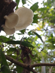 Pleurotus pulmonarius