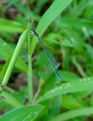 Aciagrion occidentale