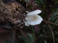 Pleurotus pulmonarius