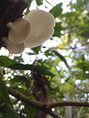 Pleurotus pulmonarius