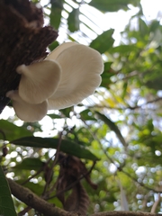 Pleurotus pulmonarius