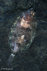 Zeugopterus norvegicus