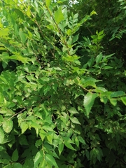 Ulmus pumila