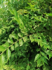 Ulmus pumila