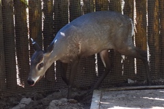 Elaphodus cephalophus