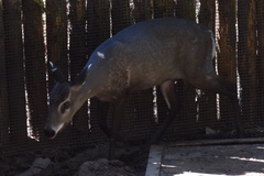 Elaphodus cephalophus