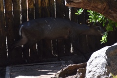 Elaphodus cephalophus