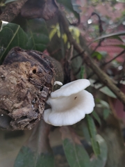 Pleurotus pulmonarius