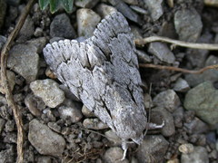 Acronicta cuspis
