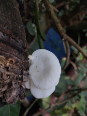 Pleurotus pulmonarius