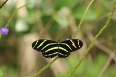 Heliconius charithonia