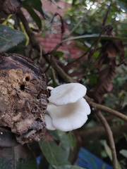 Pleurotus pulmonarius