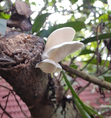 Pleurotus pulmonarius