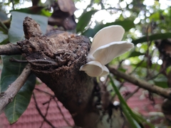 Pleurotus pulmonarius
