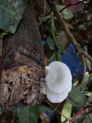Pleurotus pulmonarius