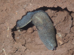 Parmacochlea balios