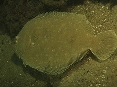 Pseudorhombus jenynsii