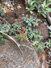 Monardella macrantha macrantha